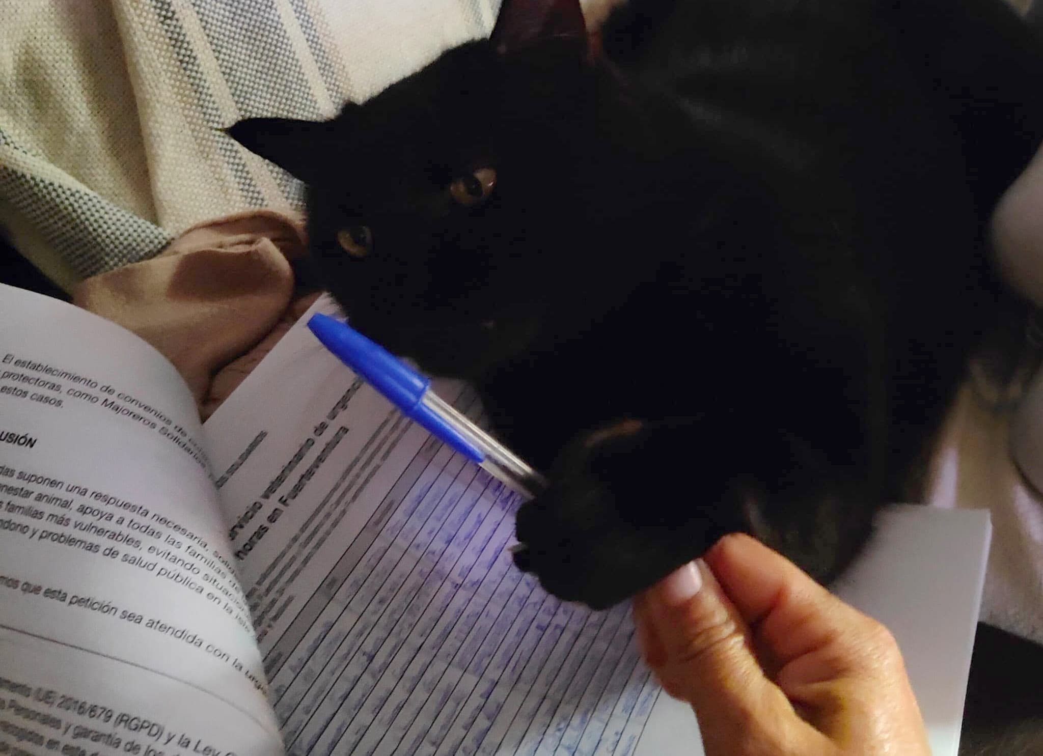 La recogida de firmas por unas urgencias veterinarias 24 horas en Fuerteventura supera ya las 6.200 adhesiones