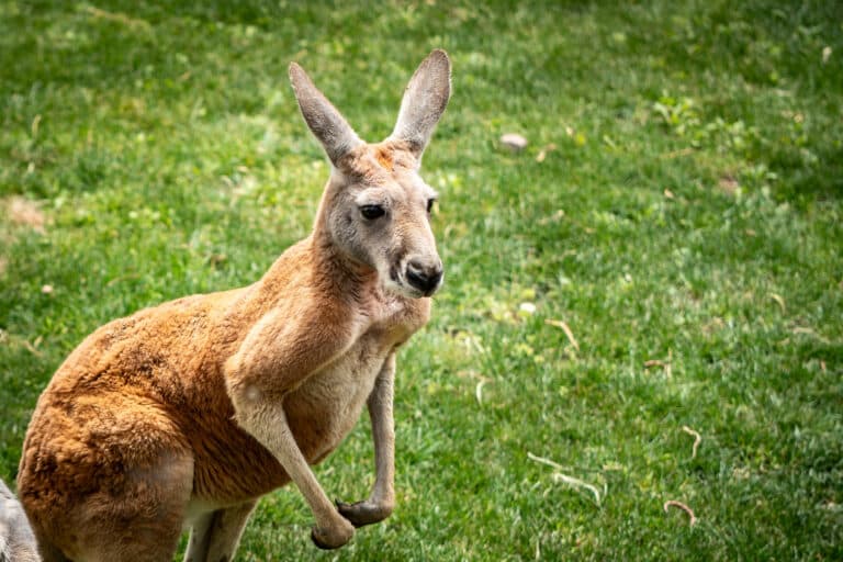 Nace en Fuerteventura el primer canguro rojo documentado en Canarias