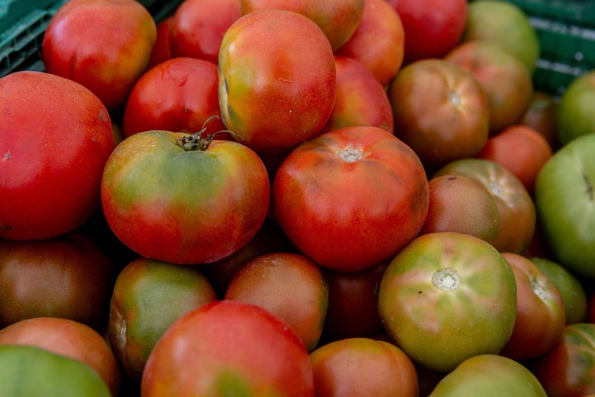 El grupo de contacto de tomate exige reciprocidad en acuerdos comerciales y rechaza la modificación del pacto UE-Marruecos