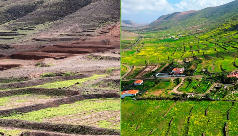 Valle Grande recupera su imagen verde tras meses de rehabilitación del paisaje tradicional