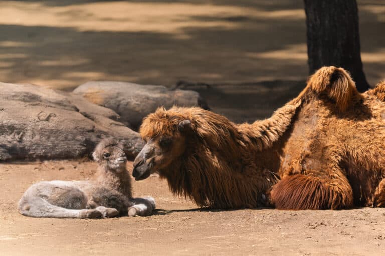 Oasis Wildlife Fuerteventura celebra el nacimiento de un camello bactriano, un avance en conservación
