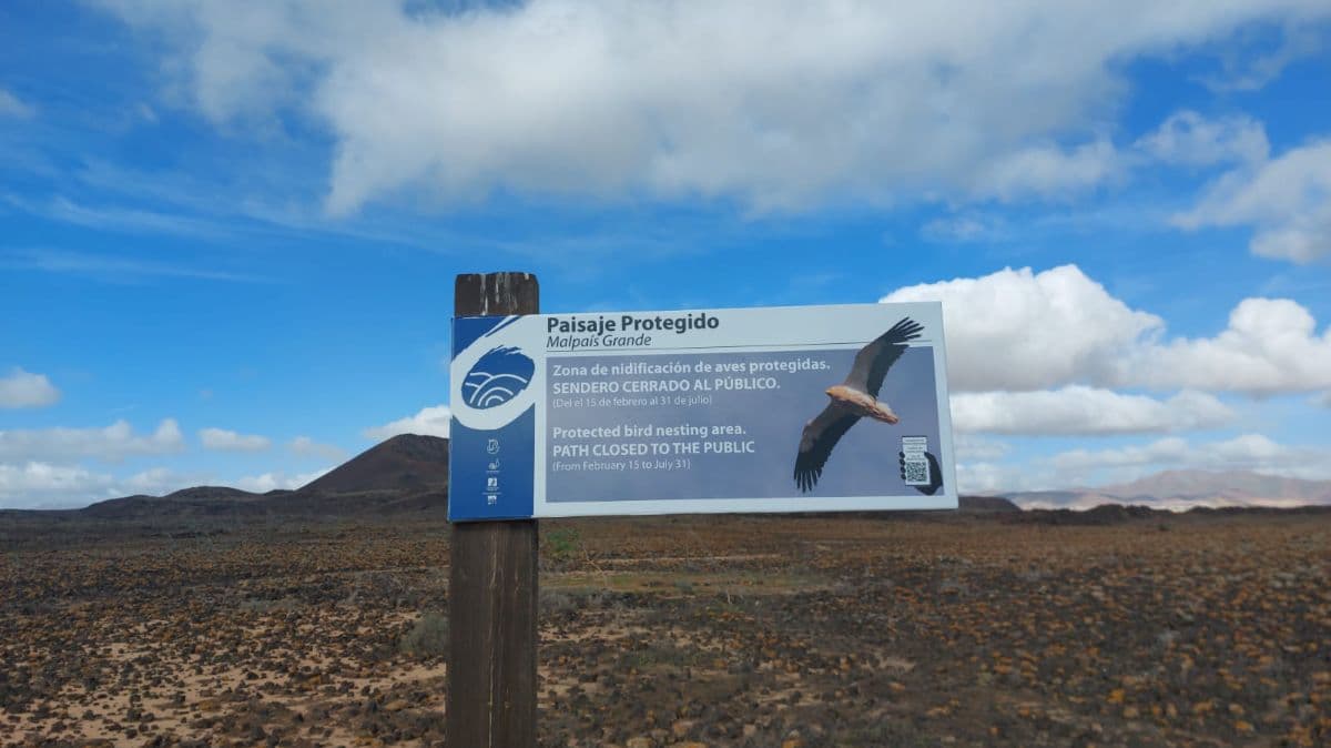 Cierre temporal de senderos en Fuerteventura para proteger aves en época de cría