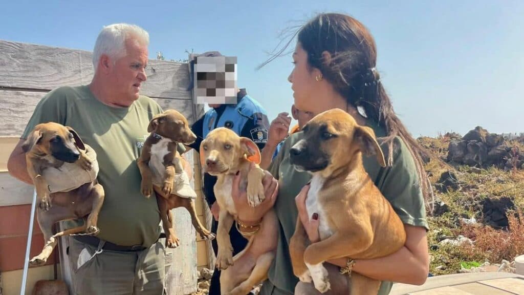 La Policía Local de La Oliva rescata siete perros que vivían en condiciones inadecuadas en Corralejo