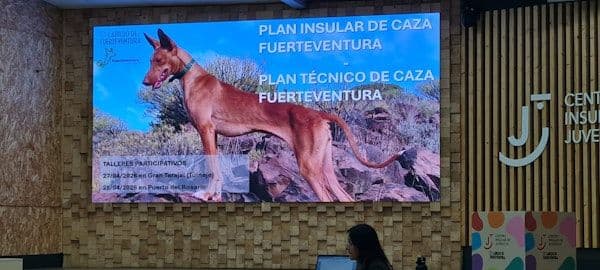 Cazadores y técnicos de Fuerteventura participan en la elaboración de los nuevos planes de caza insular