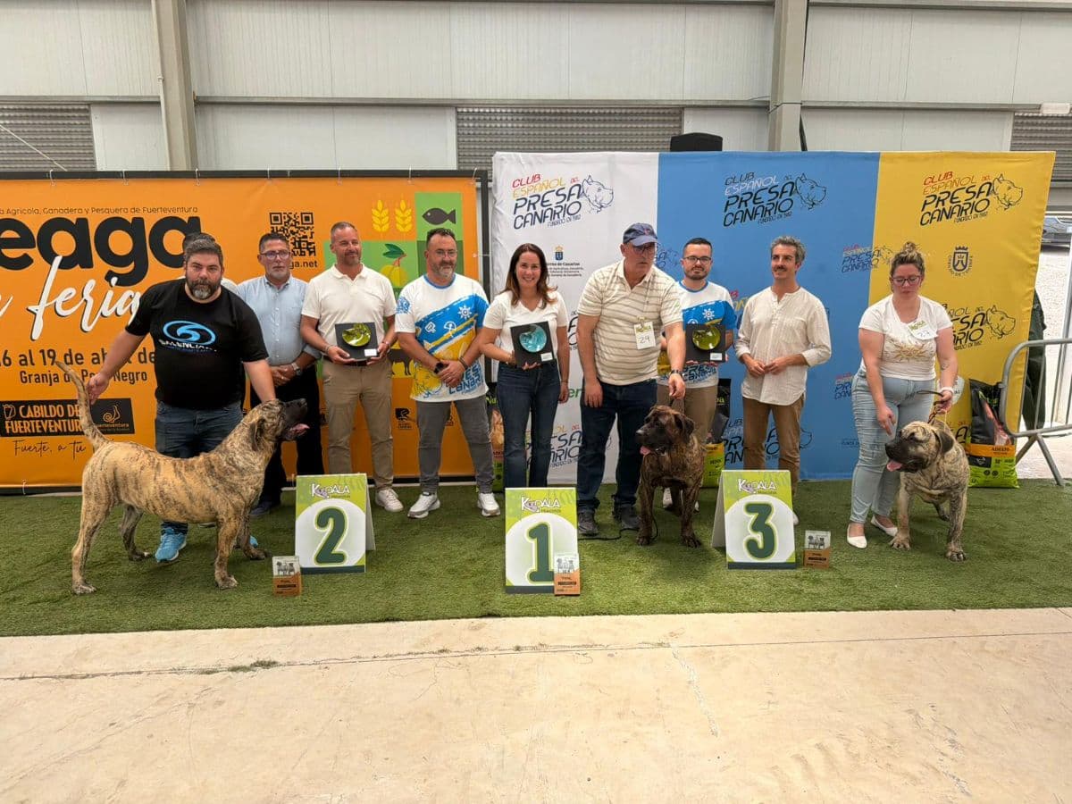 Fuerteventura acoge el V Concurso Monográfico del Presa Canario con 52 ejemplares de cuatro islas