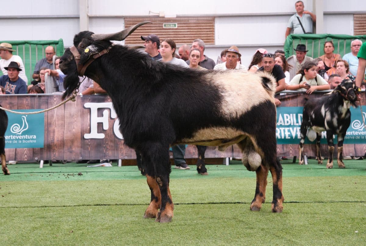Un semental de Andrés Rodríguez alcanza los 2.625 euros en la subasta de FEAGA, la cifra más alta de los últimos años