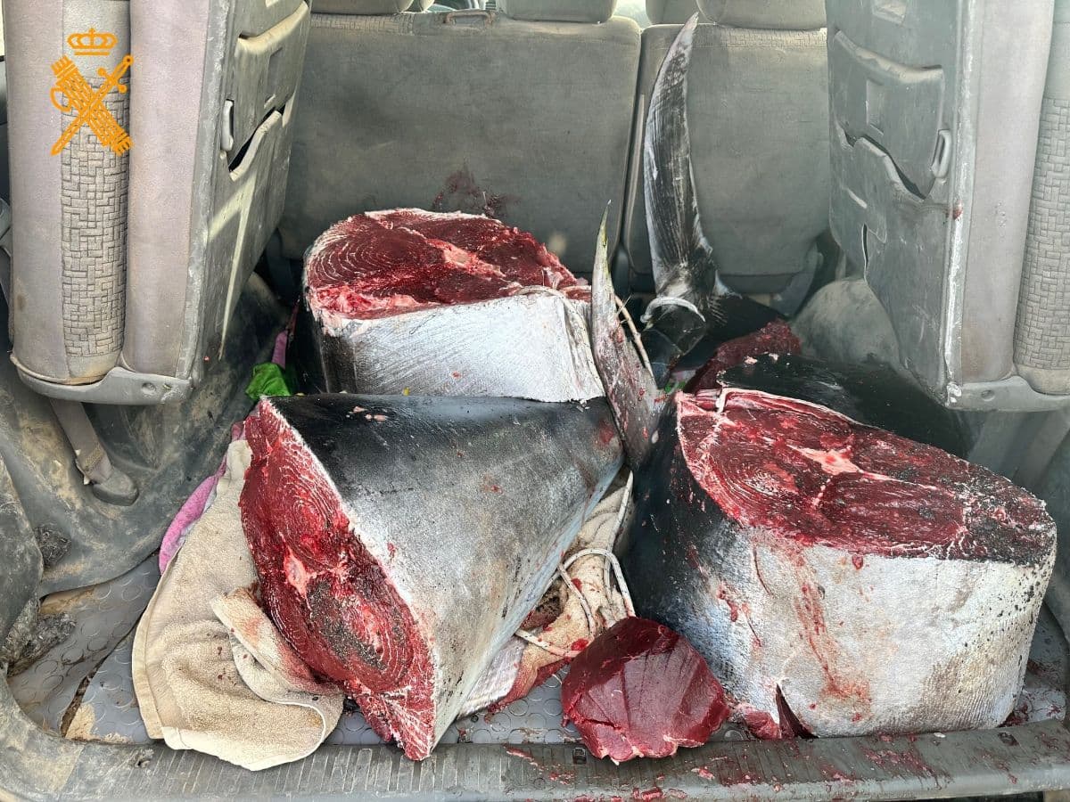 La Guardia Civil interviene un atún rojo de 126 kilos capturado ilegalmente en Fuerteventura