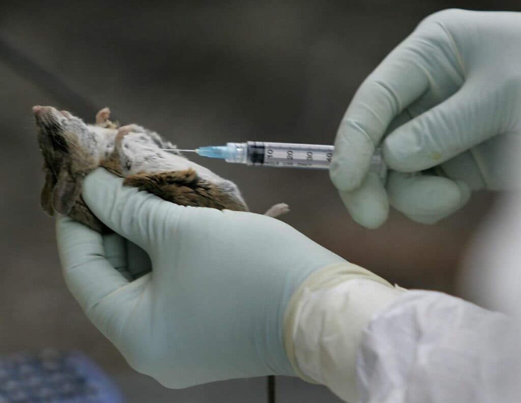 La OMS alerta de tres muertos por hantavirus en un crucero de lujo con destino a Canarias