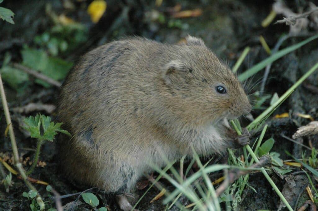 Sanidad confirma que 14 españoles viajan en el crucero afectado por un brote de hantavirus con tres muertos