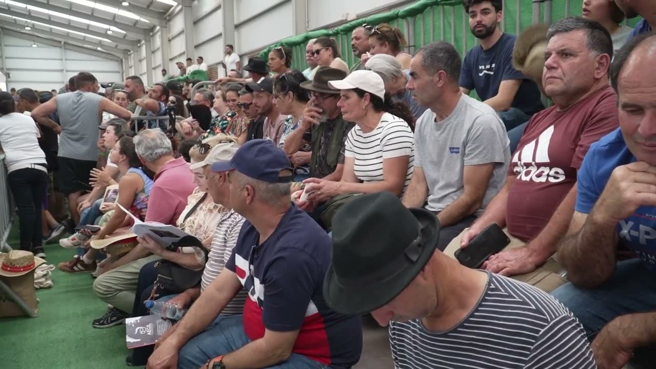 Una veintena de ejemplares de macho participaron este sábado en la subasta de sementales