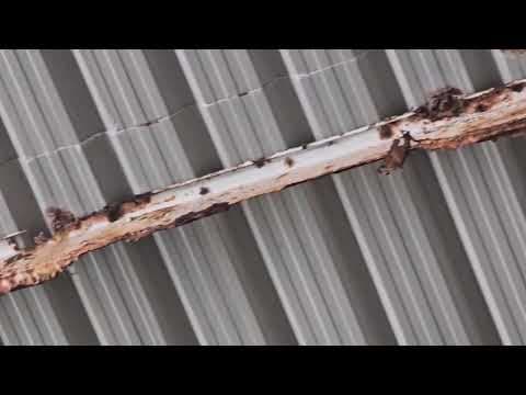 Antigua acumula más de una década de problemas en sus instalaciones deportivas