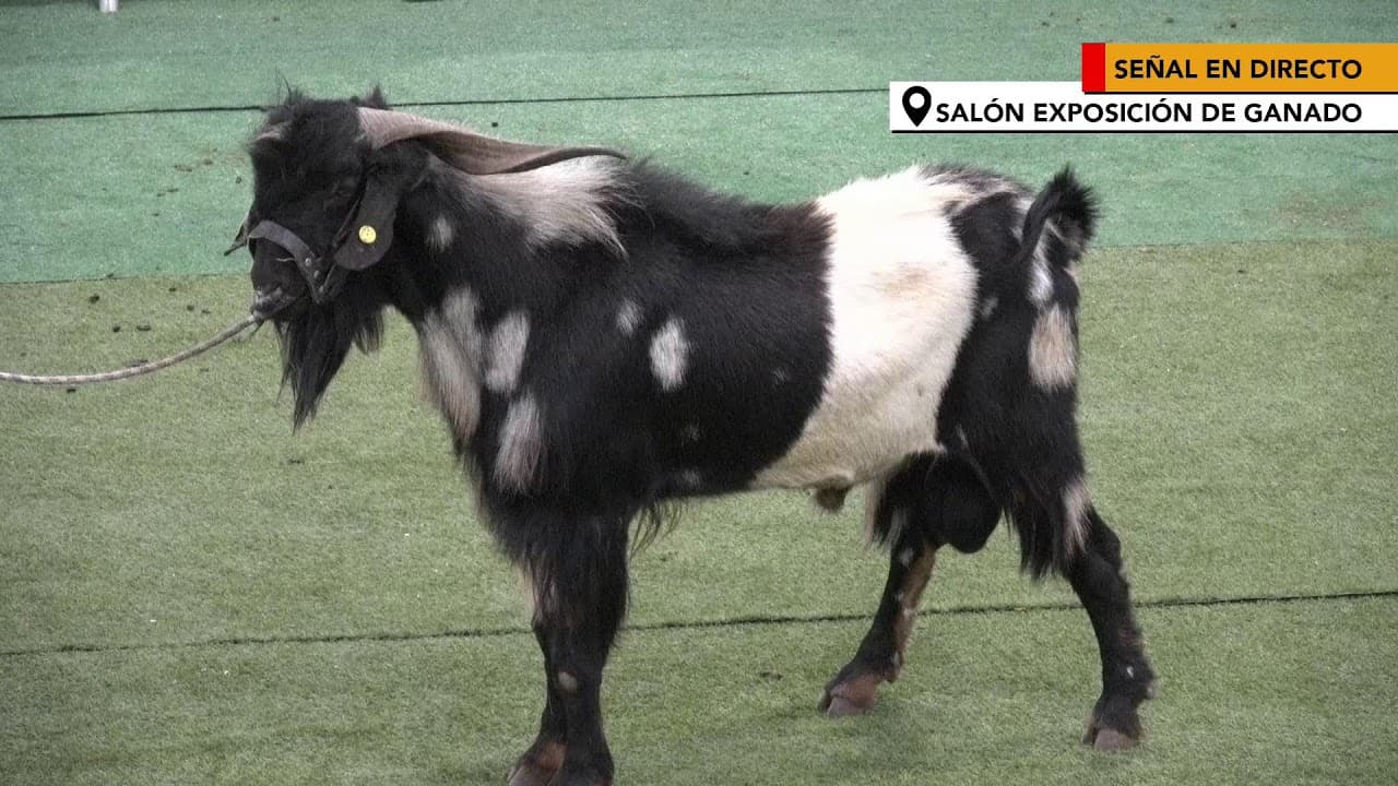 FEAGA 2026 se vive en directo desde la Granja Experimental de Pozo Negro