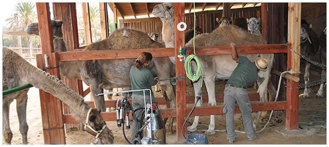 La leche de camella ‘made in Fuerteventura’, una de las sensaciones de Madrid Fusión