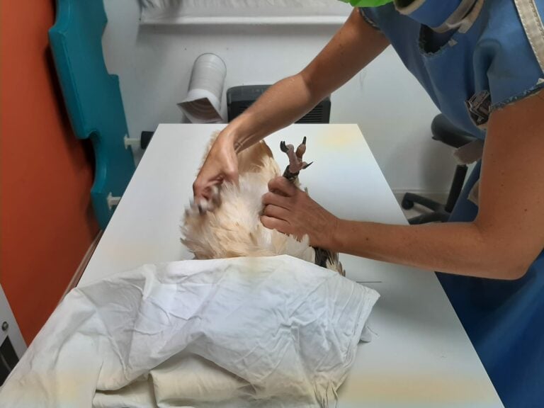 La colaboración ciudadana permite rescatar dos ejemplares de guirre accidentados
