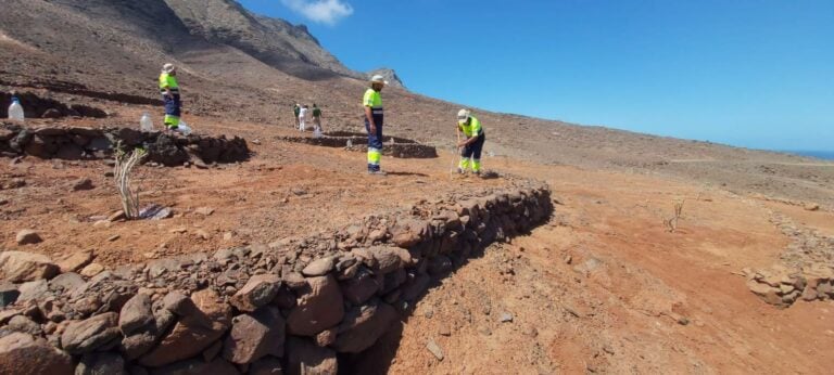 El Cabildo planta más de 1.000 tabaibas y cardones en Cofete