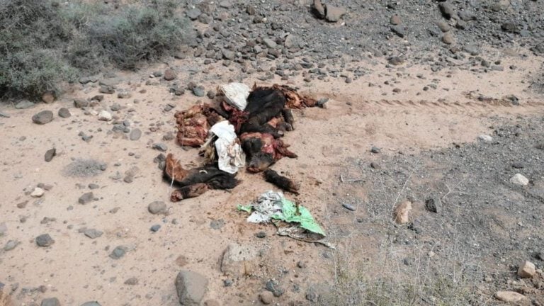 Oasis Wildlife denuncia el abandono de animales muertos por parte de vecinos de la Isla en Goroy