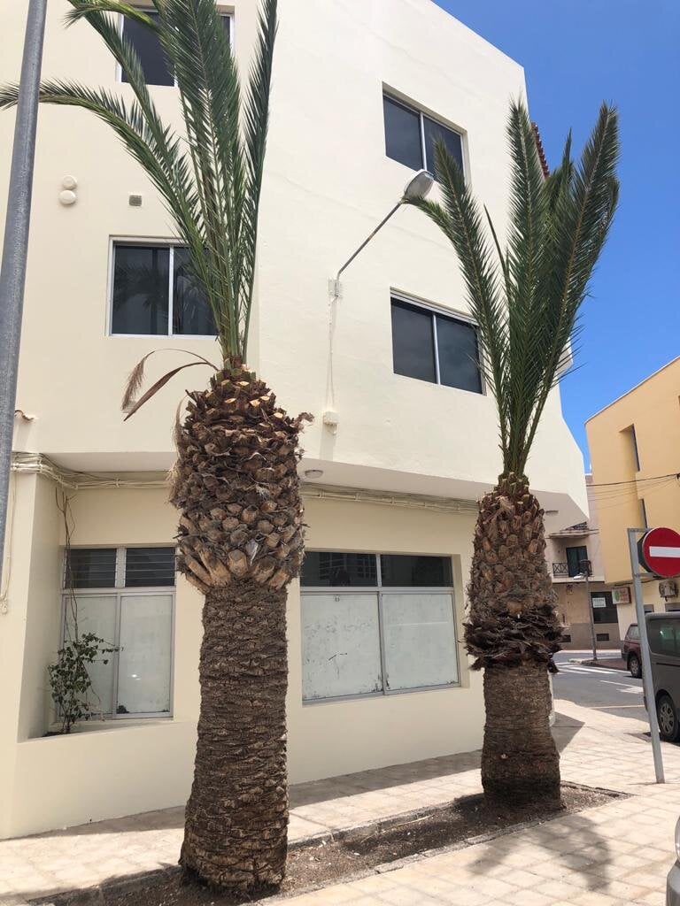 Actos vandálicos contra el patrimonio vegetal en Puerto del Rosario