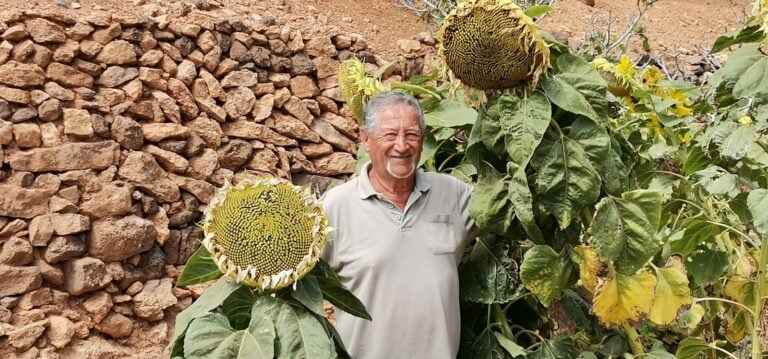 Girasoles majoreros de Récord Guinness