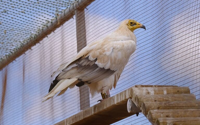 Este año se alcanzarán los 400 ejemplares de guirre entre Fuerteventura y Lanzarote