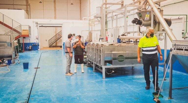 La almazara del Cabildo elaborará 13.000 litros de aceite de oliva majorero