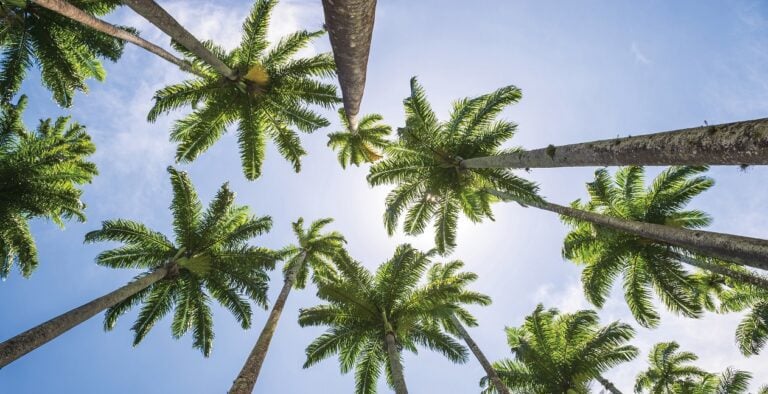 El Ayuntamiento de Pájara organiza un nuevo Curso de Poda de Palmeras