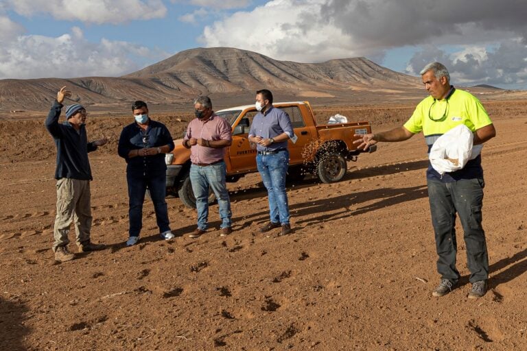 Puerto del Rosario siembra 4.000 kg de trigo para favorecer la conservación de las especies silvestres