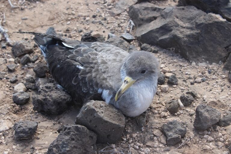 Fuerteventura pretende evitar incidentes durante la época de cría de la pardela