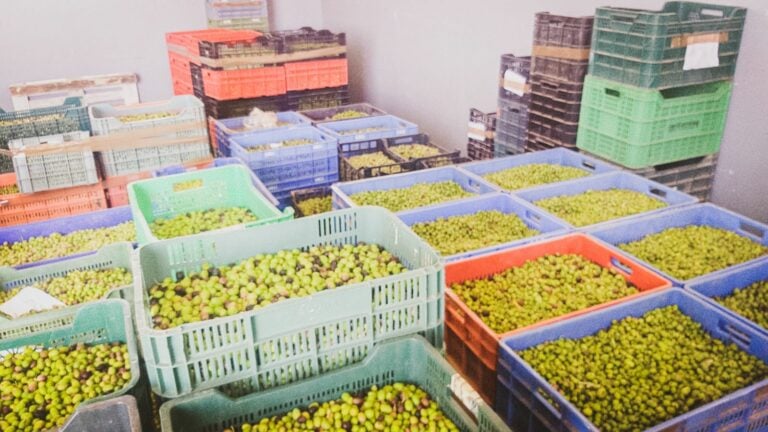 200 productores producen 13.000 kg de aceite en la almazara del Cabildo