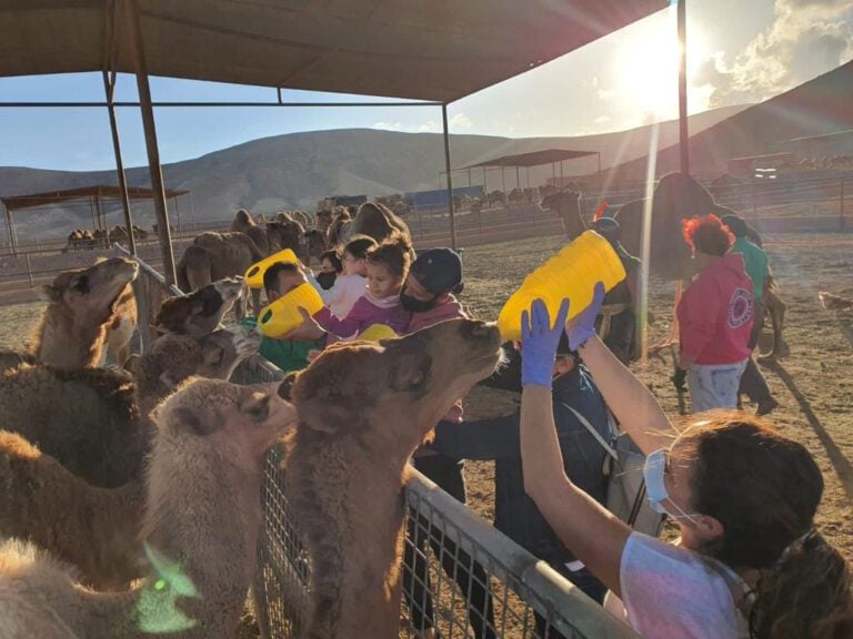Oasis Wildlife abre al público la reserva oficial de camellos de sus majestades de oriente