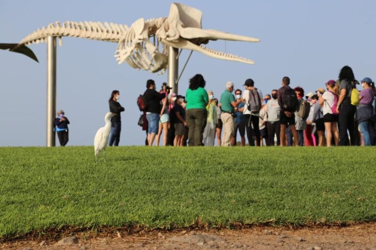Éxito de la primera ruta botánica en Fuerteventura