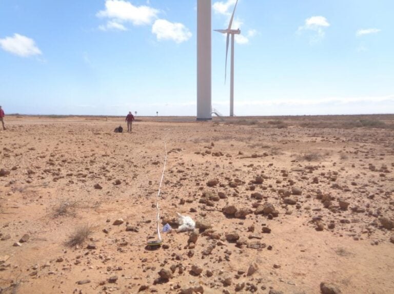 La muerte de dos guirres ‘paraliza’ el parque eólico de Puerto del Rosario