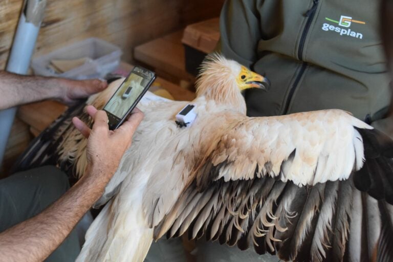 El Cabildo libera un ejemplar de guirre tras su recuperación