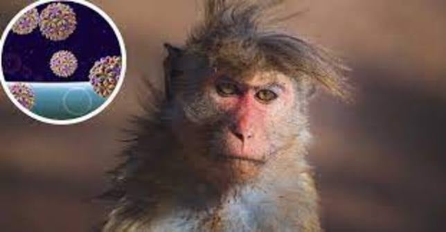 Canarias confirma un caso de viruela del mono en Gran Canaria y notifica cinco nuevos en estudio