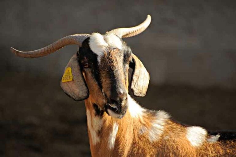 Ponencia sobre marcas de ganado majoreras