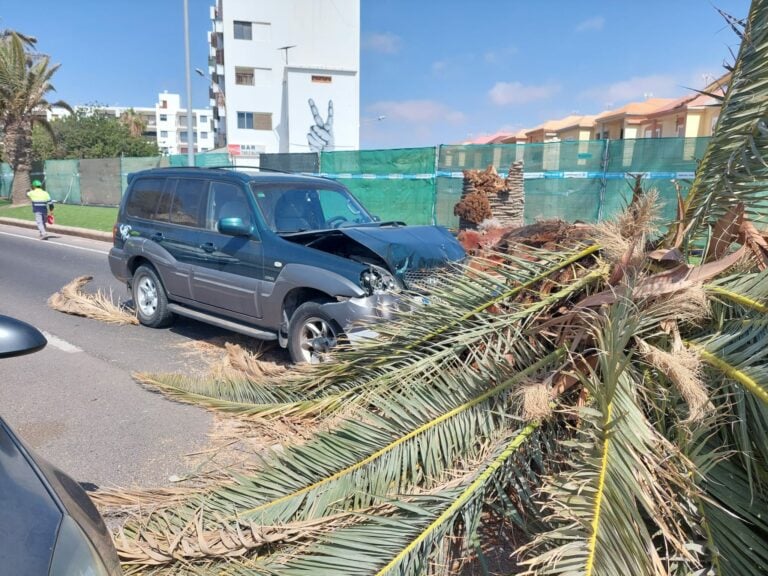 CC culpa de las «palmeras muertas» en Puerto del Rosario a la «dejadez» del grupo de gobierno