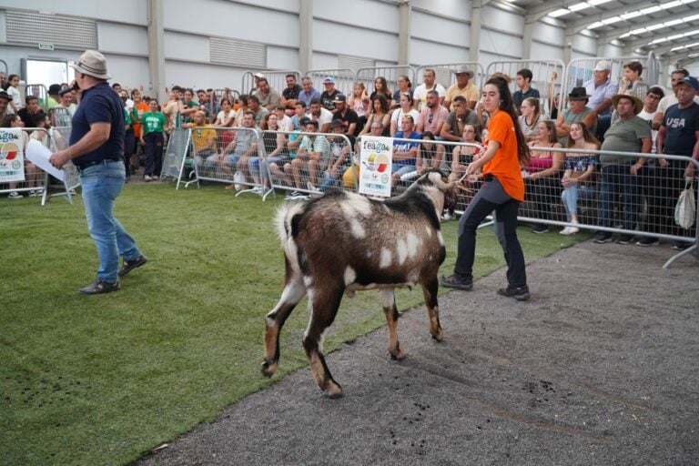 Trece machos y dos carneros participan en la subasta de sementales de FEAGA