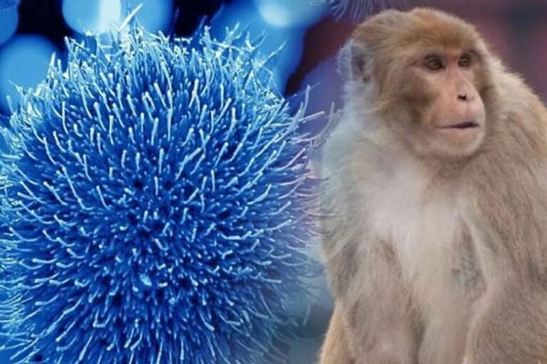 Ya son cuatro los casos de viruela del mono en Fuerteventura