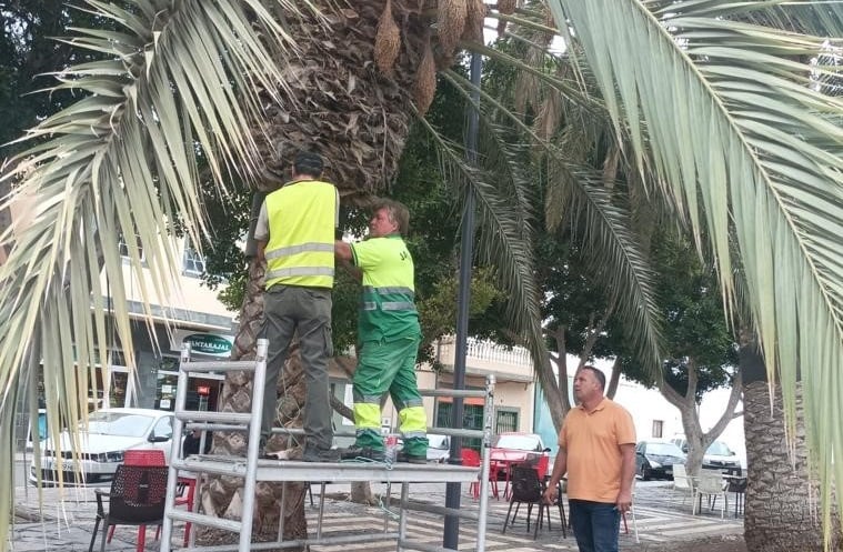 Pájara inicia la instalación de anillos antitrepadores en las palmeras del municipio