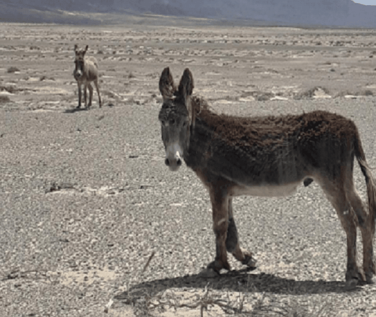 El ayuntamiento trabaja en el rescate de un burro dañado en Punta de Jandía