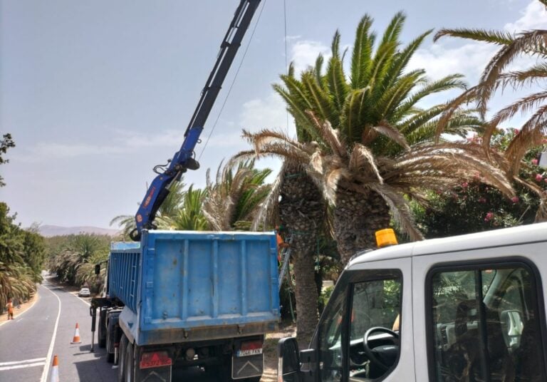 El ayuntamiento talará 200 palmeras enfermas en Costa Calma
