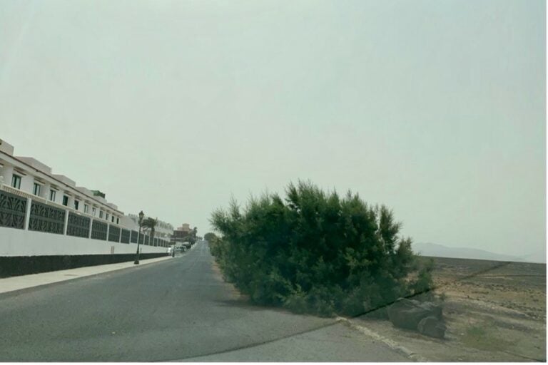 Aprobada en pleno la moción de Podemos que urgía a un plan de poda en Costa Antigua