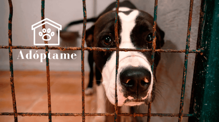 Saturación en la perrera portuense: «Es muy difícil sancionar, los perros están sin chip»