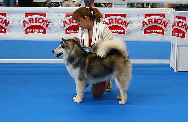 Pozo Negro acoge este fin de semana la XXI Exposición Nacional Canina de Fuerteventura