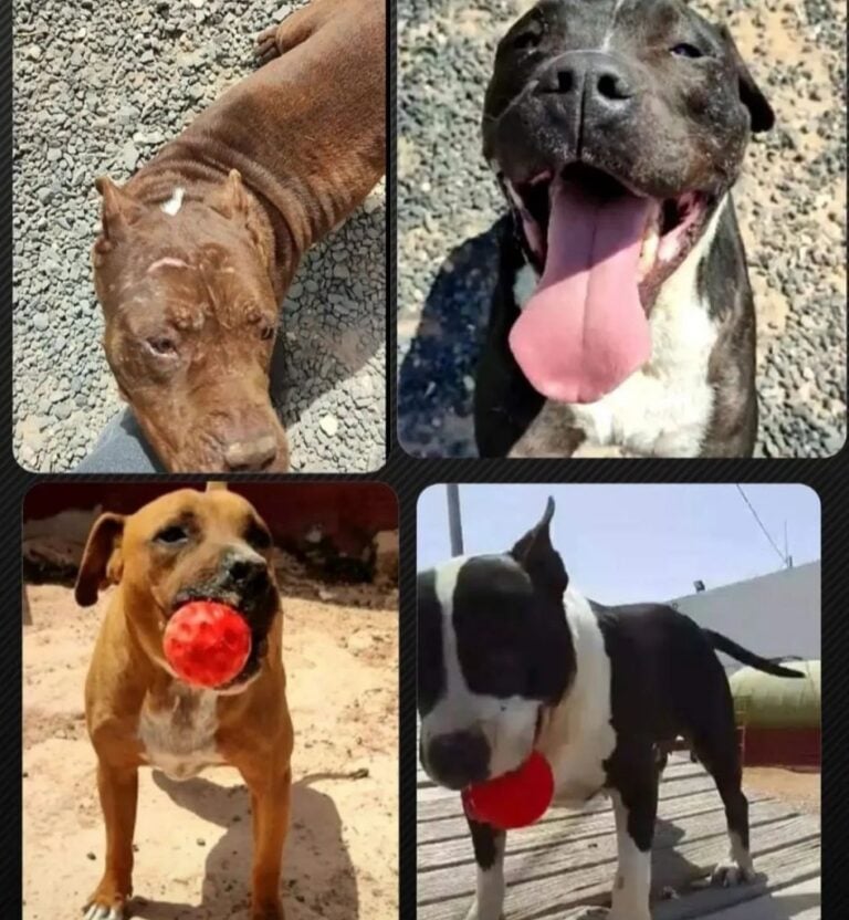 Convocan una protesta frente al ayuntamiento portuense por los sacrificios en la perrera