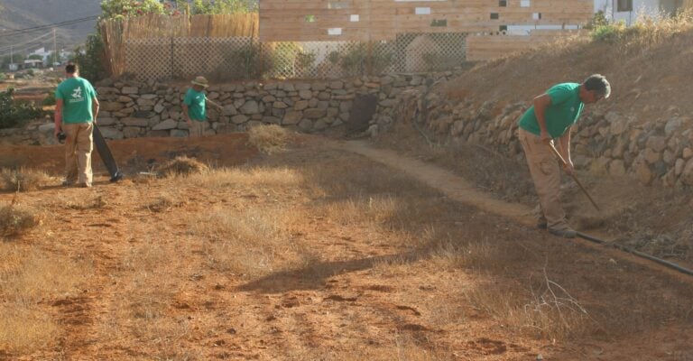 Campaña de limpieza y arreglo de palmeras en el entorno de la Vega de Río Palmas