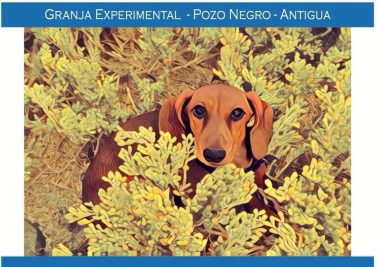 XXI Exposición Nacional Canina de Fuerteventura, este fin de semana en Pozo Negro