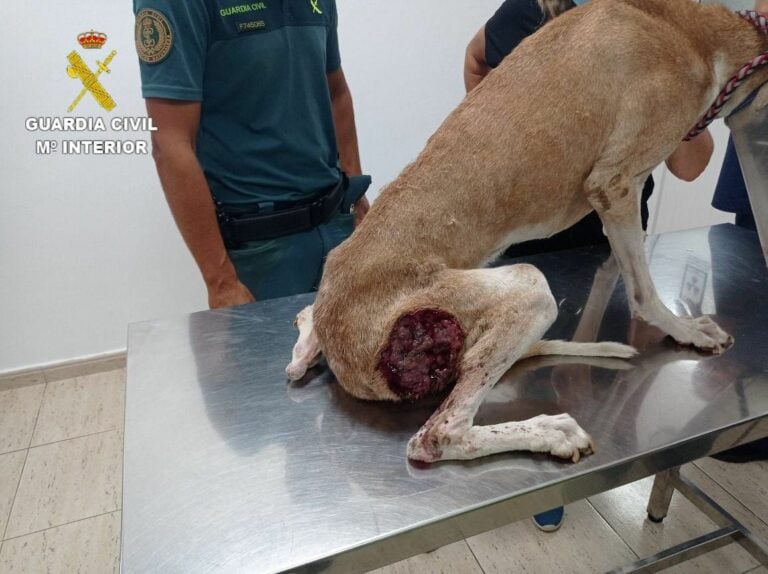 Investigados dos cazadores por tener perros en pésimas condiciones de salud en Fuerteventura