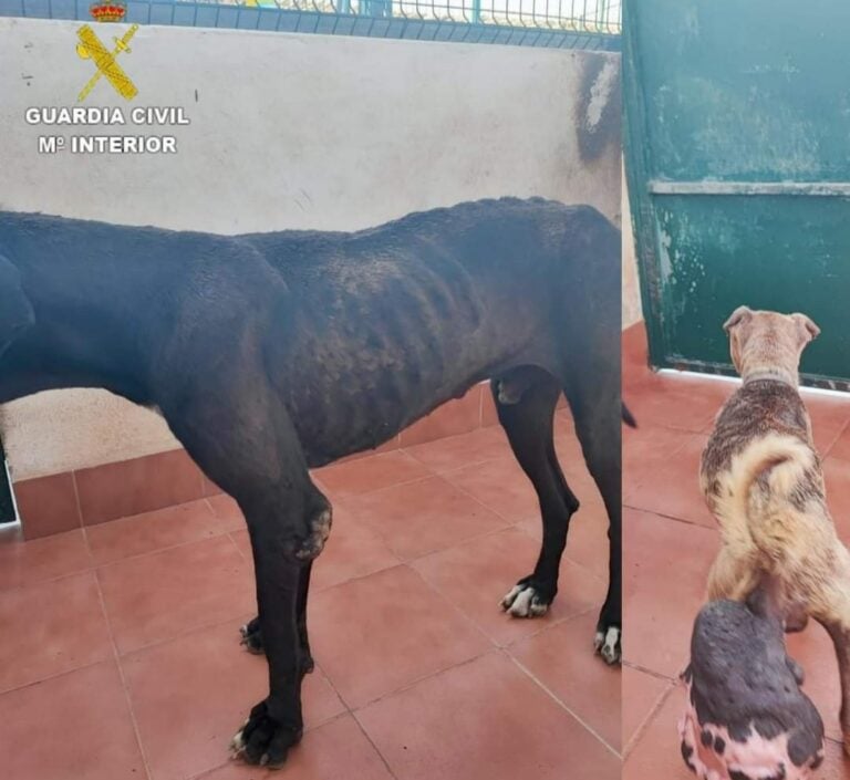 Investigan en Fuerteventura a la dueña de tres perros hallados en un estado lamentable