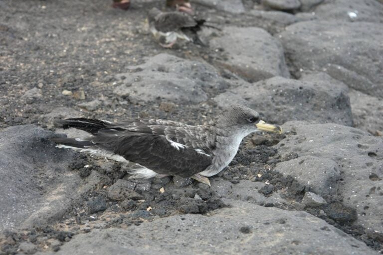 Las luces del corredor de Playa Blanca se apagarán hasta el 14 de noviembre para proteger a la Pardela Cenicienta