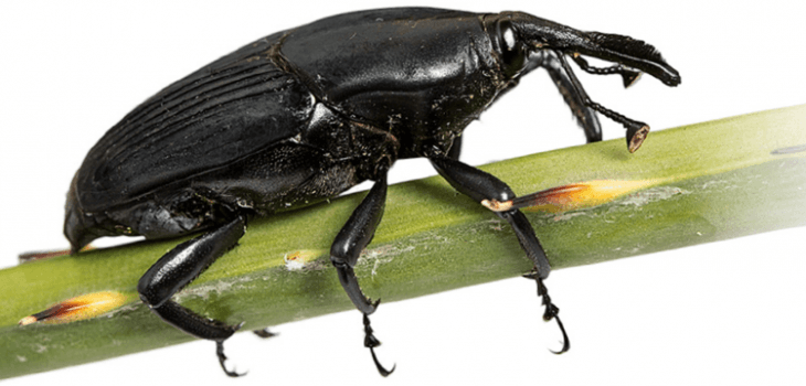 Descubren un repelente contra el ‘temible’ picudo negro de la platanera